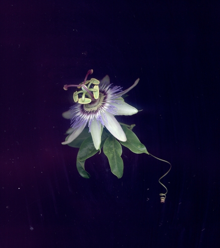 Passiflora. scanerphotography